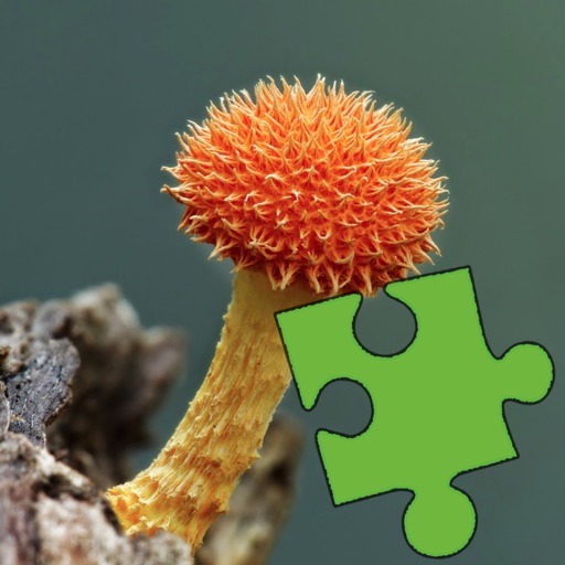 Mushrooms Jigsaw Puzzles icon