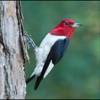 Woodpeckers Guide Pro
