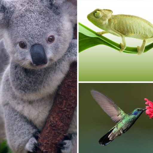 Hey! Guess the Animal HD - What's the creature in the pic-ture play and crack that trivia quiz