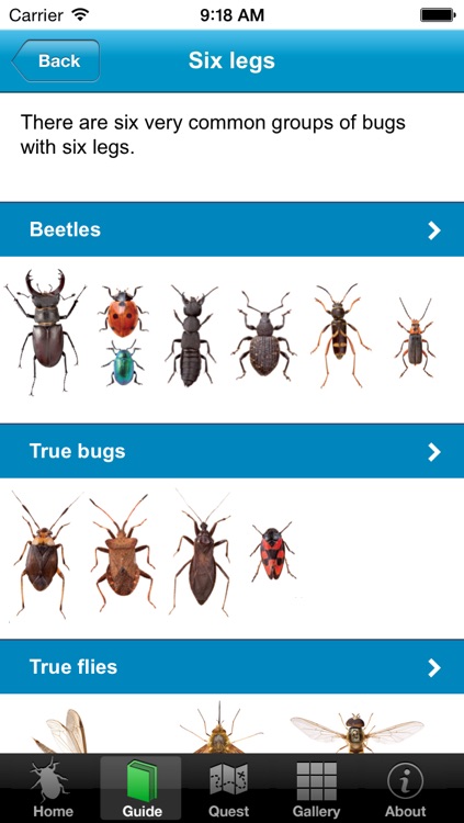 OPAL Bugs Count Pocket ID Guide