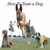 How To Train a Dog - Ultimate Video Guide