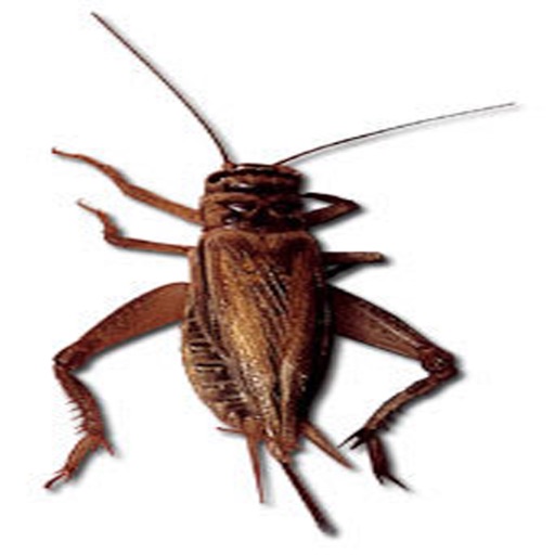 Crickets - Ringtones, Alerts, Alarms, Soudboards