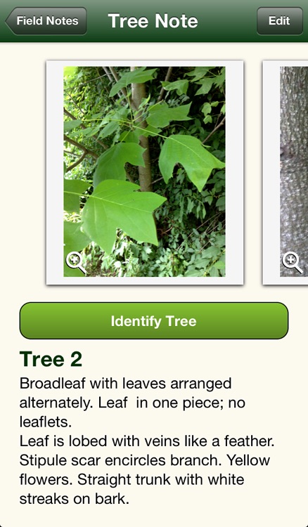 Fifty Trees of the Midwest