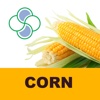 Corn Stoller