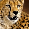Cheetah King Kafue