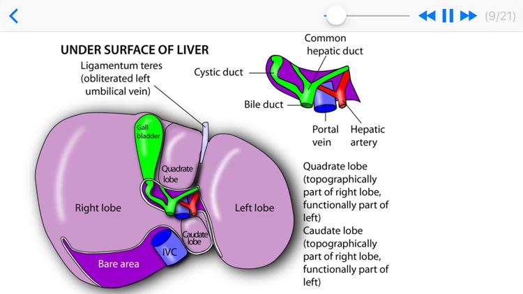 Anatomy Revision