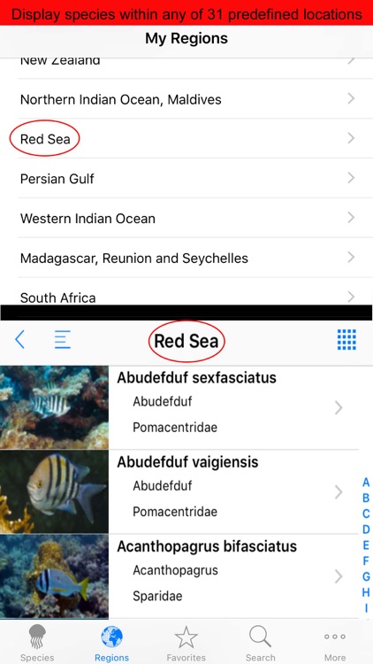 Fishes, by Reef Life