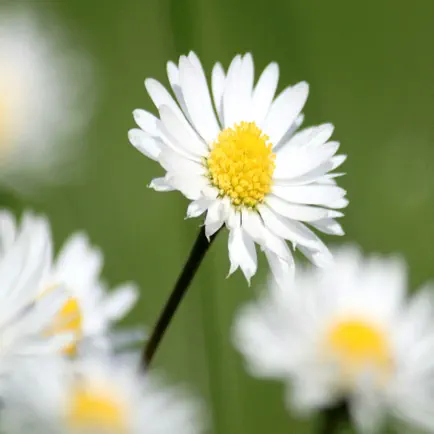 Daisy Wallpapers Читы