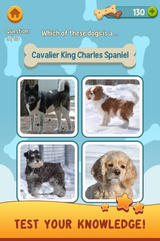 Canine Craze screenshot 3