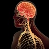 Nervous System:Research,Symptoms and Treatment