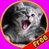chats amicaux pour tous les enfants - jeu gratuit