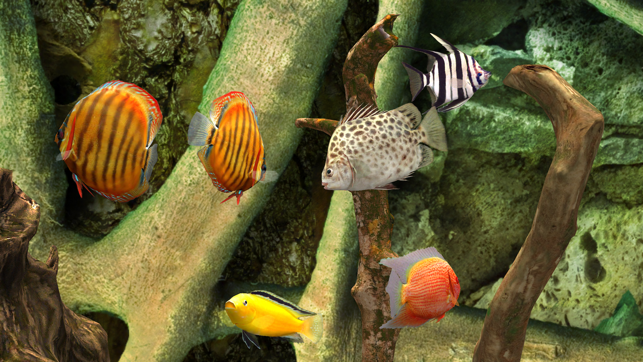 MyLake 3D Aquarium TV(圖1)-速報App