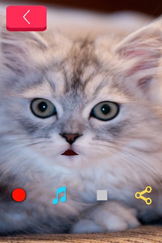 Talking Cat - Make your Cat Talk! screenshot 2