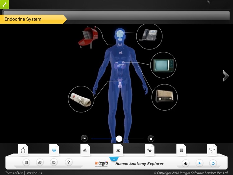 Human Anatomy Explorer - Endocrine System