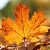 Autumn Leaf Wallpapers HD: Quotes Backgrounds with Art Pictures