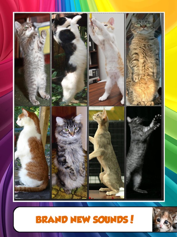 Cat and Kitten Sounds - Talk and Play with Your Cat with Free Kitty SFX screenshot