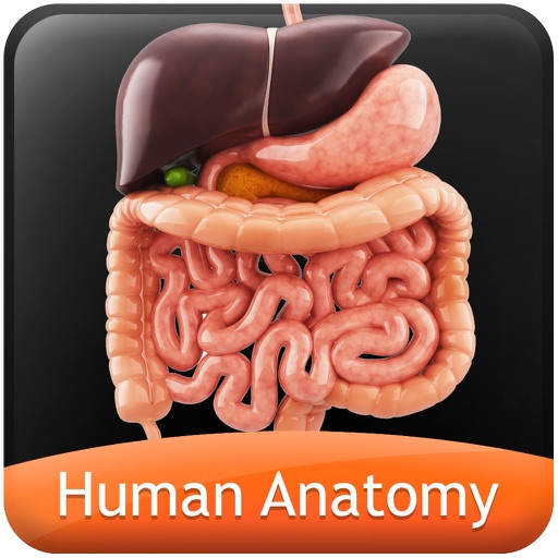 Human Anatomy Explorer - Digestive System