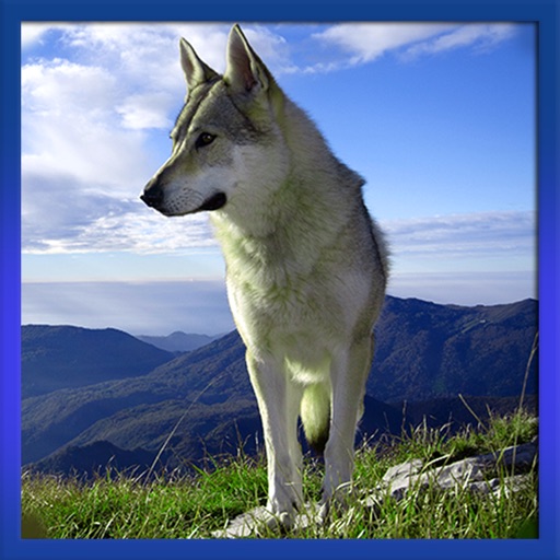 Wild Animal Life: Wolf Quest Icon