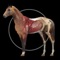 Explore the anatomy of the horse in 3D space