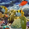 Amazing Aquarium Wallpapers