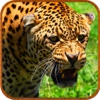 Deadly Wild Leopard Last Attack