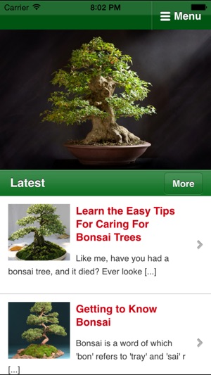 Bonsai Basics - Learn All About Growing 