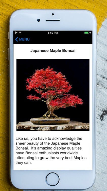 Easy Bonsai Tree For beginners - Best How To Grow Bonzai Plants Tips & Care Instruction UCC Videos, Start Today!