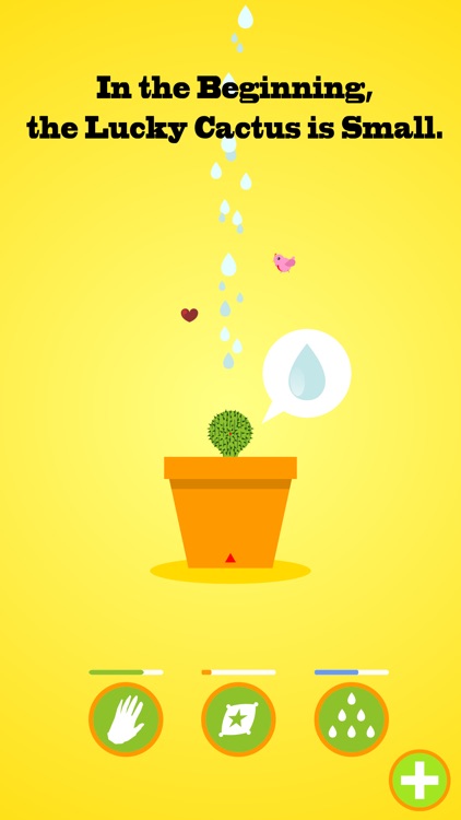 Lucky Cactus Grow