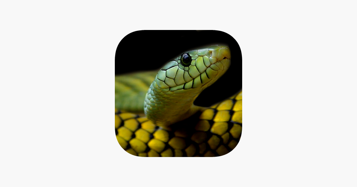 Snake Wallpaper on the App Store Snake Wallpaper on the App Store