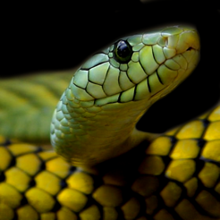 Snake Wallpaper on the App Store Snake Wallpaper on the App Store