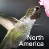 Birding in North America