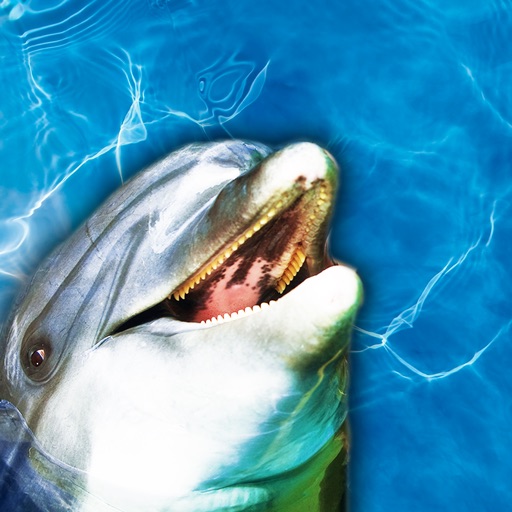 Dolphin Whistle icon