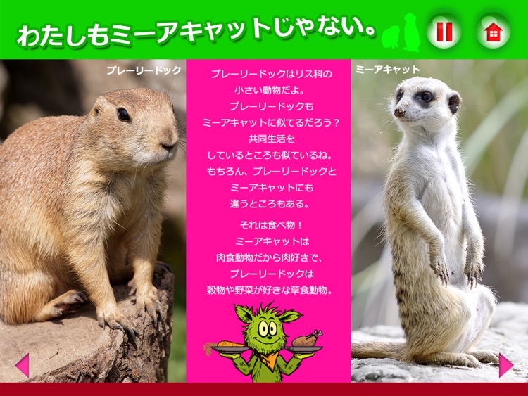 ミーアキャット ブーツの動物園