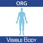 For Organizations - Anatomy  Function