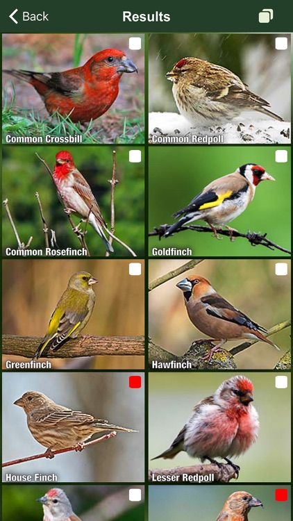 All Birds Netherlands - A Complete Field Guide to the Official List of Bird Species Recorded in the Netherlands screenshot-3