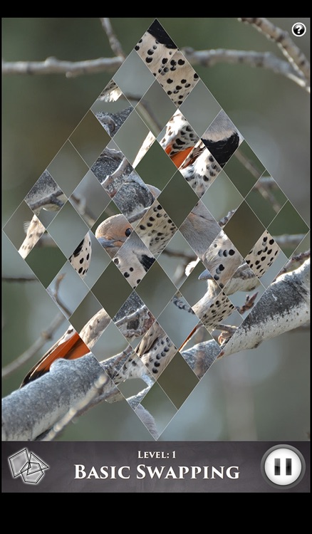 Hidden Scenes - Winter Birding