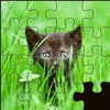 Puzzles Of Lovable Pets - Amazing Animal Packs Free