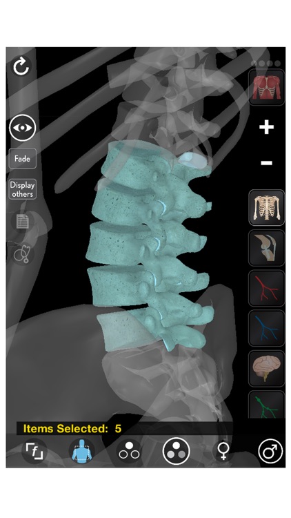 3D Organon Anatomy - Skeleton, Bones, and Ligaments