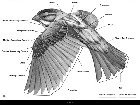 Learning Birds - Topography screenshot 4