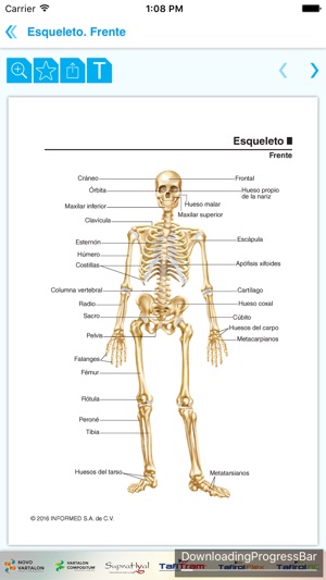 Mini Atlas Musculo Esquelético(圖2)-速報App