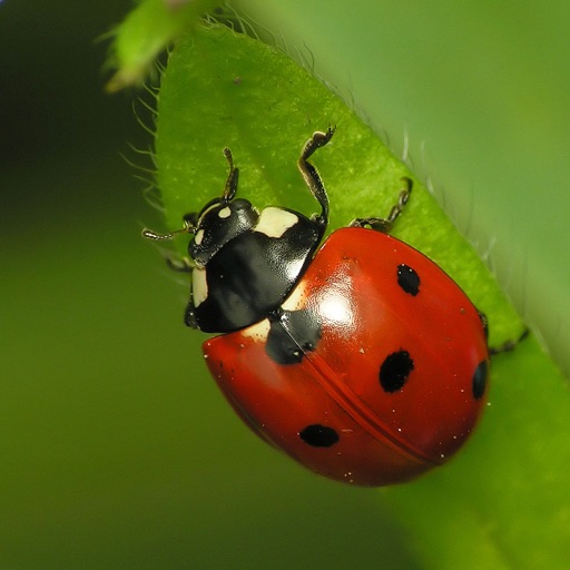Ladybugs Wallpapers HD: Quotes Backgrounds with Art Pictures