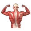 Human Muscles Info - iPhoneアプリ