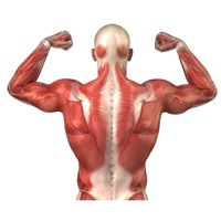 Human Muscles Info