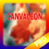 PRO - Canvaleon Game Version Guide