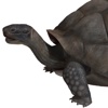 Tortoise 3D