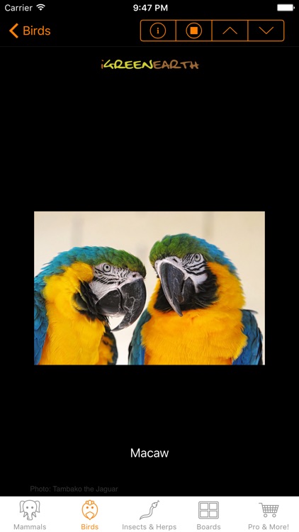 Animal Chatter Pro