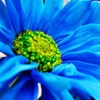 Beautiful Blue Flower Wallpapers HD: Quotes Backgrounds with Art Pictures