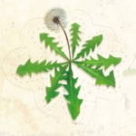 现代主妇开心农场之厨房种菜 - 家庭种菜入门,手把手教你学种菜