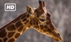 HD Giraffe TV