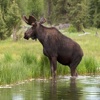 Moose Call - Great Sounds For Hunting